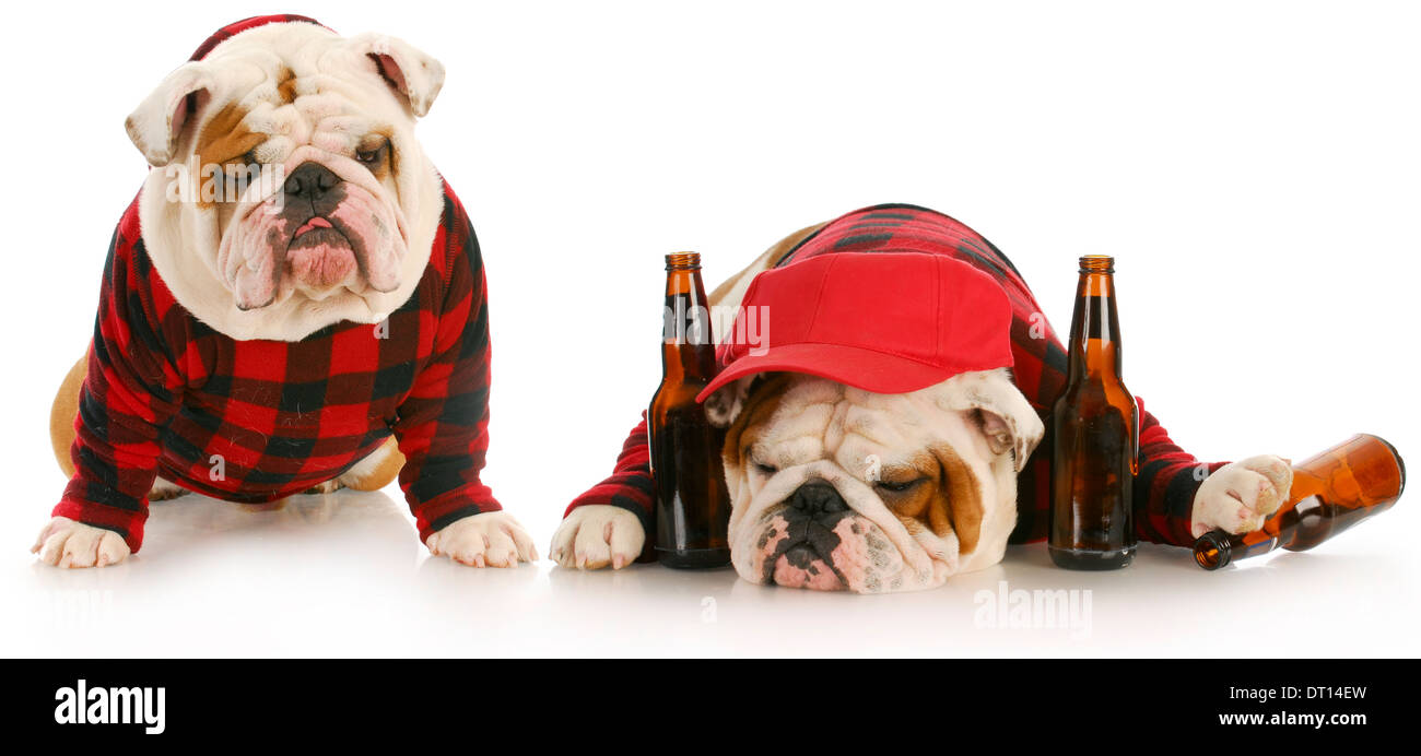 betrunken Hunde - zwei englische Bulldoggen, die zu hart gefeiert haben Stockfoto