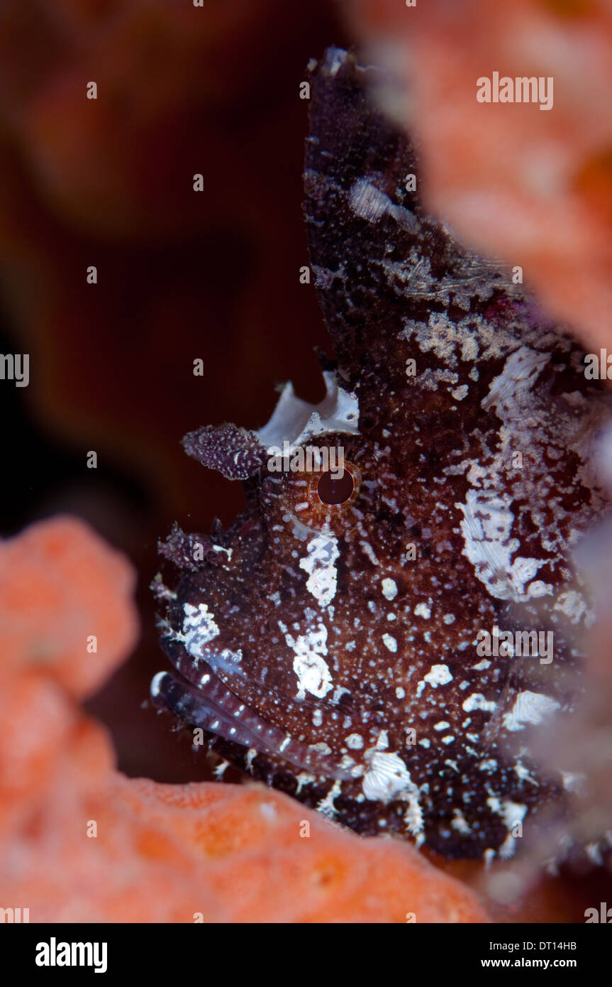 Schaukelfisch, Taenianotus Triacanthus, Nahaufnahme Gesicht umrahmt von orange Koralle, Halmahera, Molukken, Indonesien Stockfoto