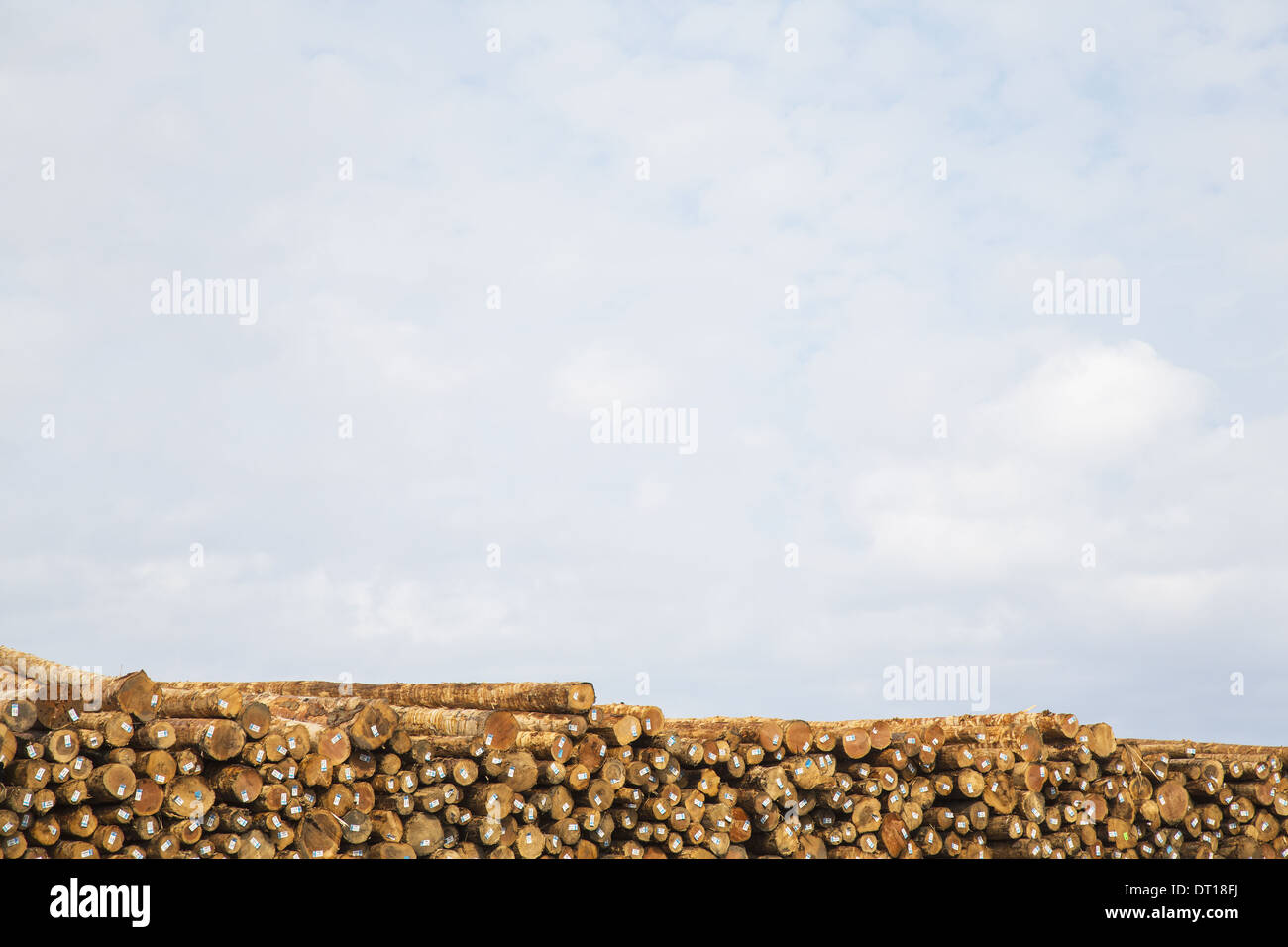 Port Angeles Calallum County Washington USA Stapeln von frisch geschnittenen Protokolle Stockfoto