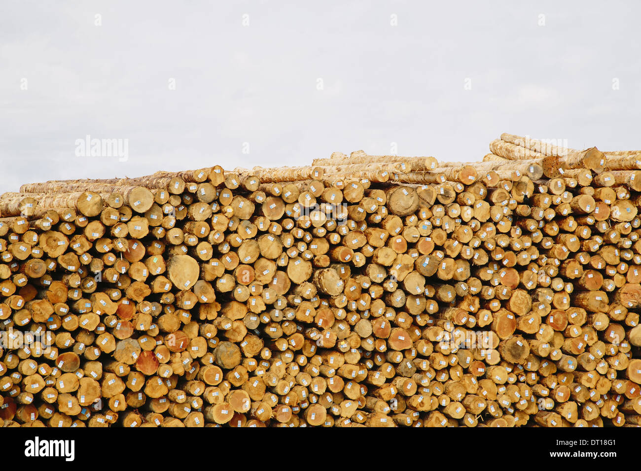 Port Angeles Calallum County Washington USA Stapeln von frisch geschnittenen Protokolle Stockfoto