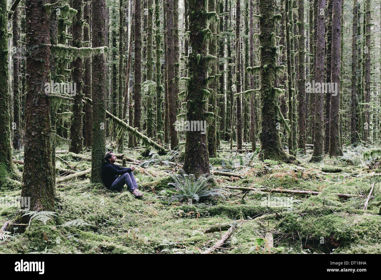 Olympic Nationalpark Washington USA. Mann moosbedeckten Hemlock und Spruce Bäume Stockfoto