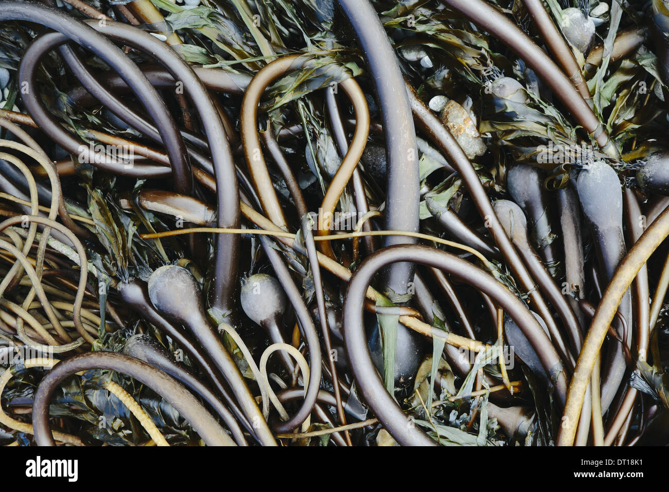 Rialto Strand Olympic Nationalpark Washington USA. Haufen von Bull Kelp Seetang an Strand gespült Stockfoto