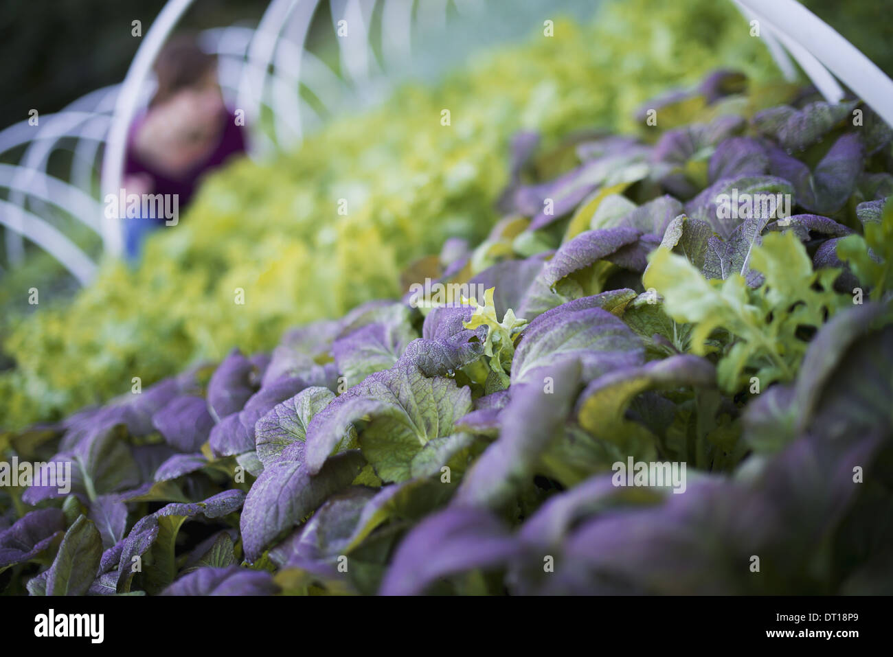 Woodstock, New York USA Landwirt unter Pflanzen Salat Blattgemüse Stockfoto