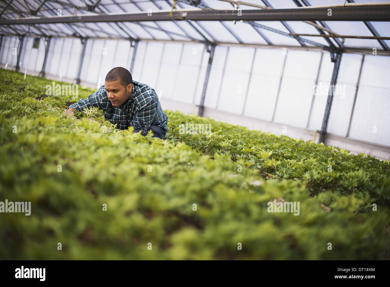 Woodstock-New York-USA-Mann arbeitet in großen Gewächshaus Pflanzen aus biologischem Anbau Stockfoto