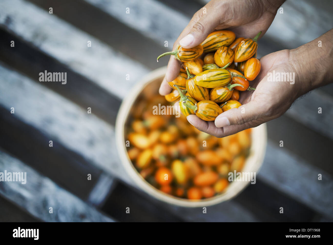 Woodstock New York USA Bio wenig Grün Kermit Auberginen gerade geerntet Stockfoto