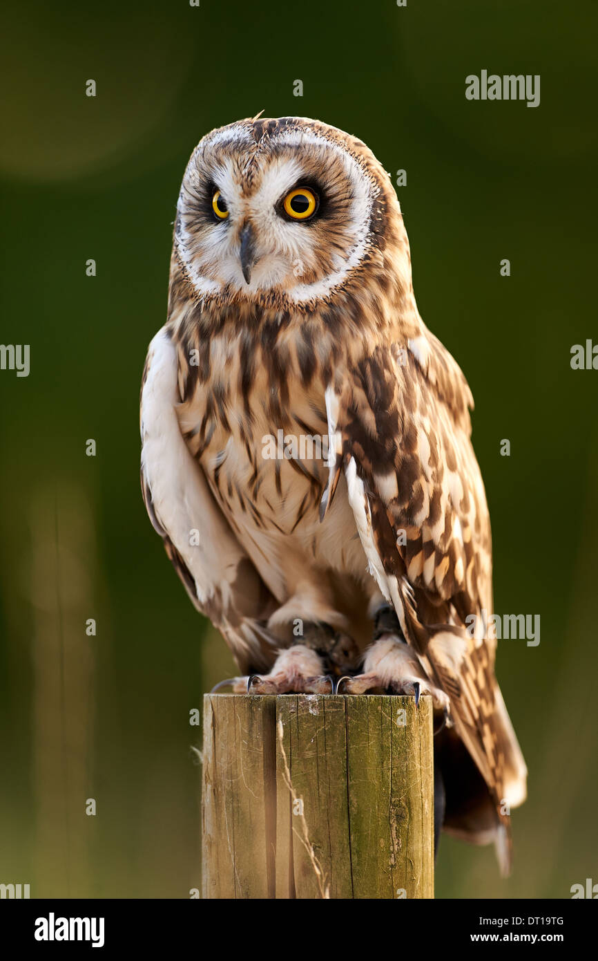 Eine Begeisterungsrufe Eule sitzt auf einem Pfosten Stockfoto