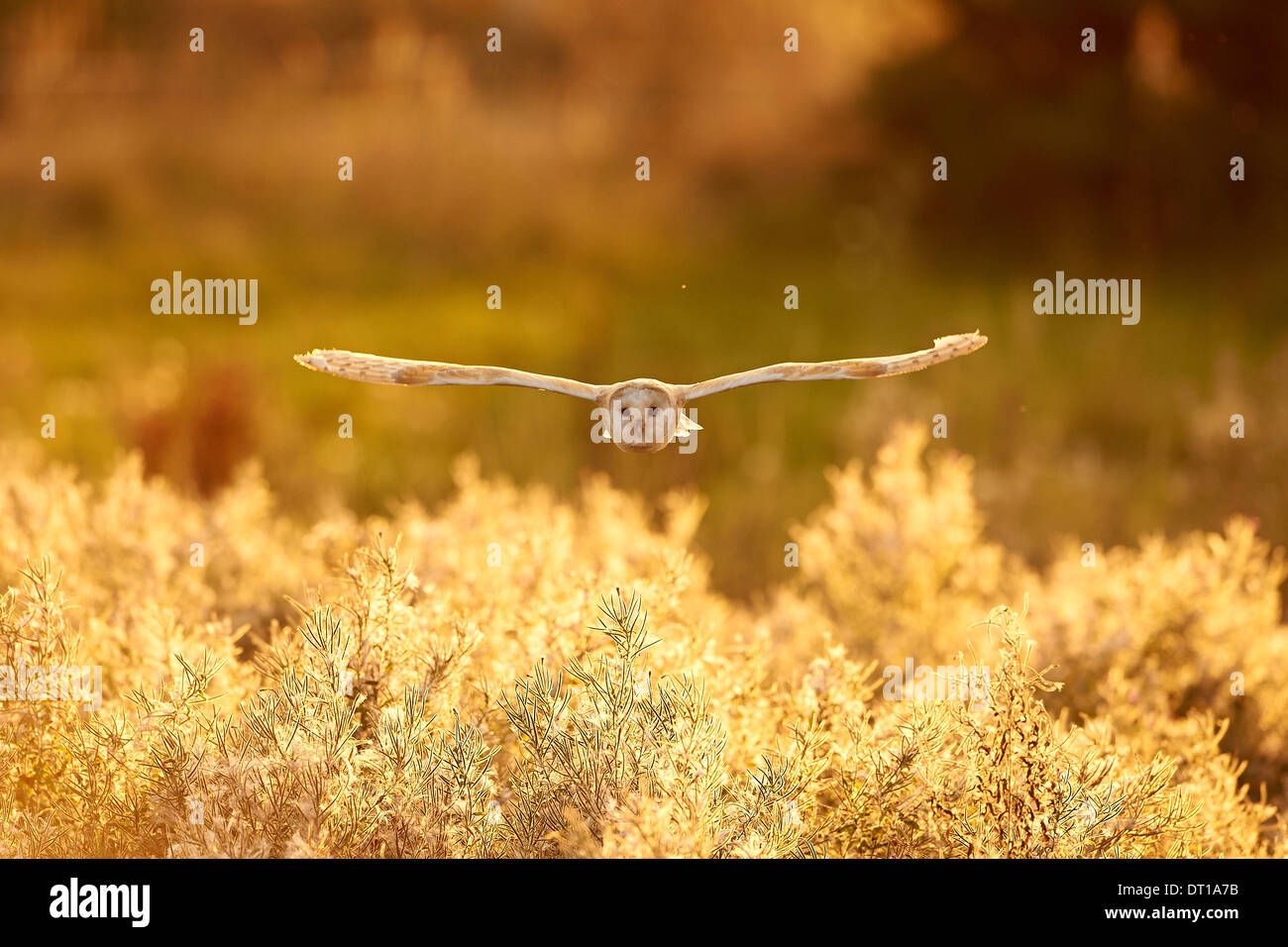 Eine Schleiereule fliegt über Felder bei Sonnenuntergang Stockfoto