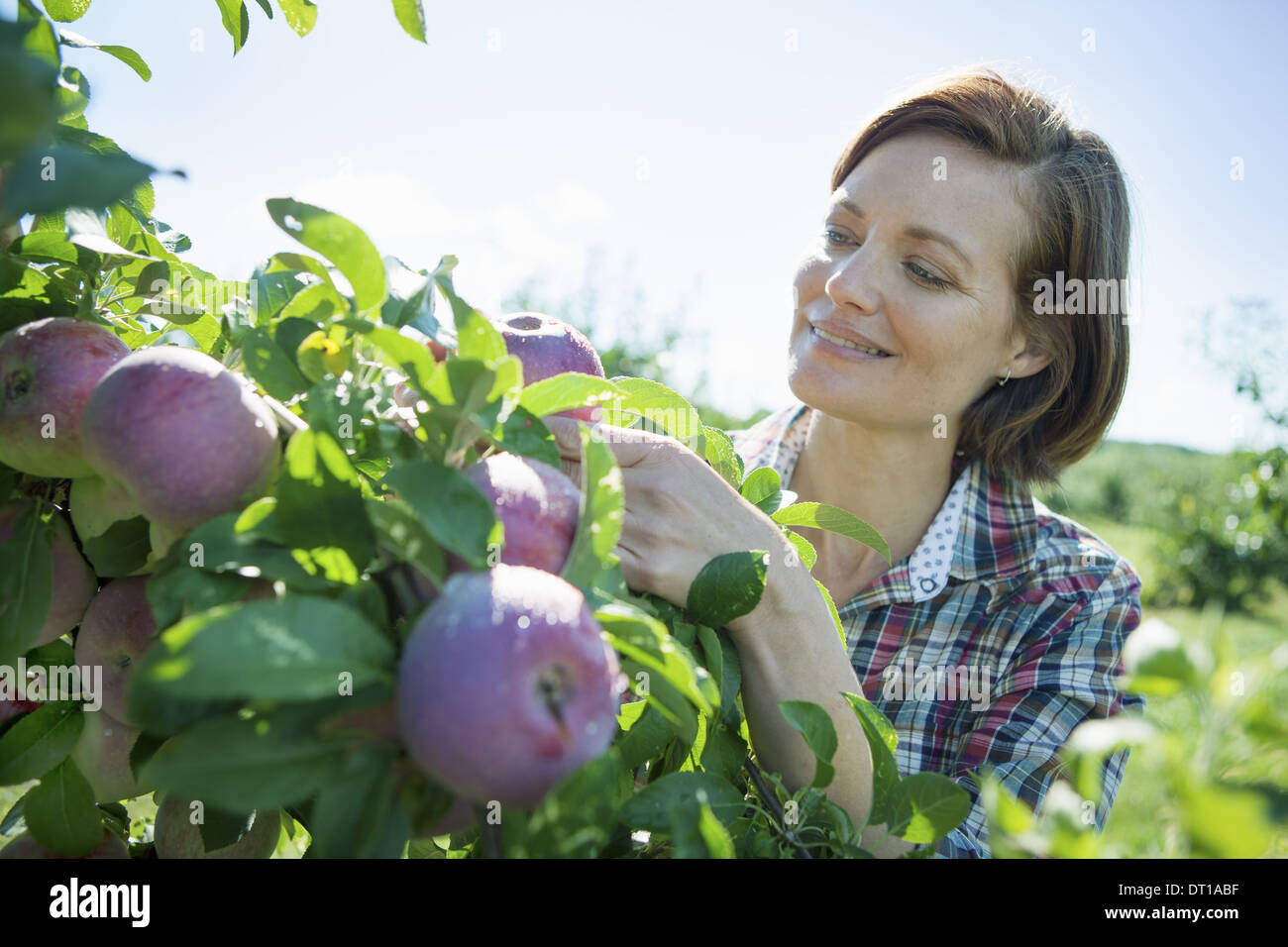 Woodstock, New York USA Frau im karierten Hemd pflücken Äpfel Obstbaum Stockfoto