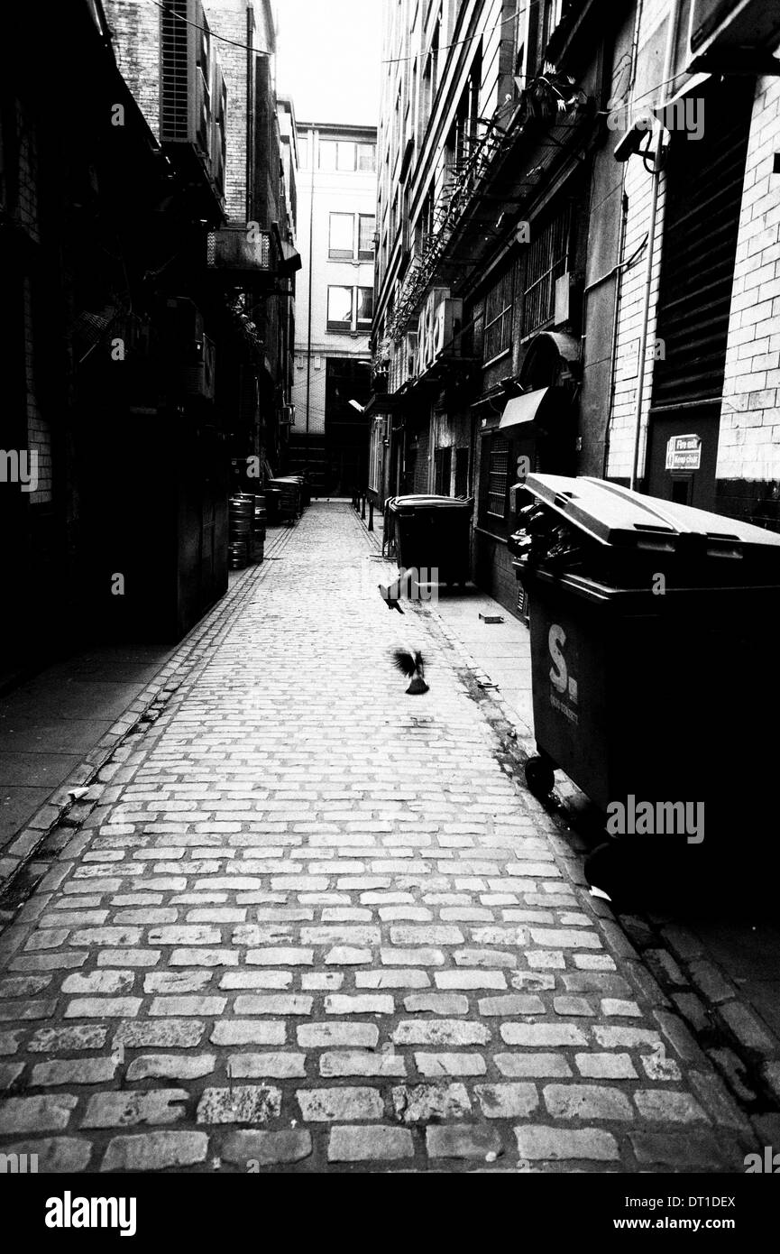 Taube in Gasse vor Gordon Street, Glasgow, Schottland Stockfoto
