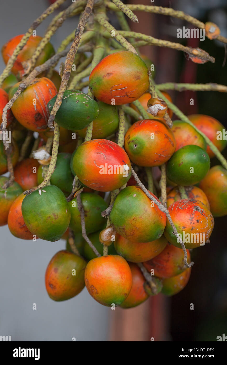 Ölpalme (Elaeis Guineensis), Baum, Obst oder "Muttern". Am Straßenrand Marktstand. Costa Rica. Stockfoto