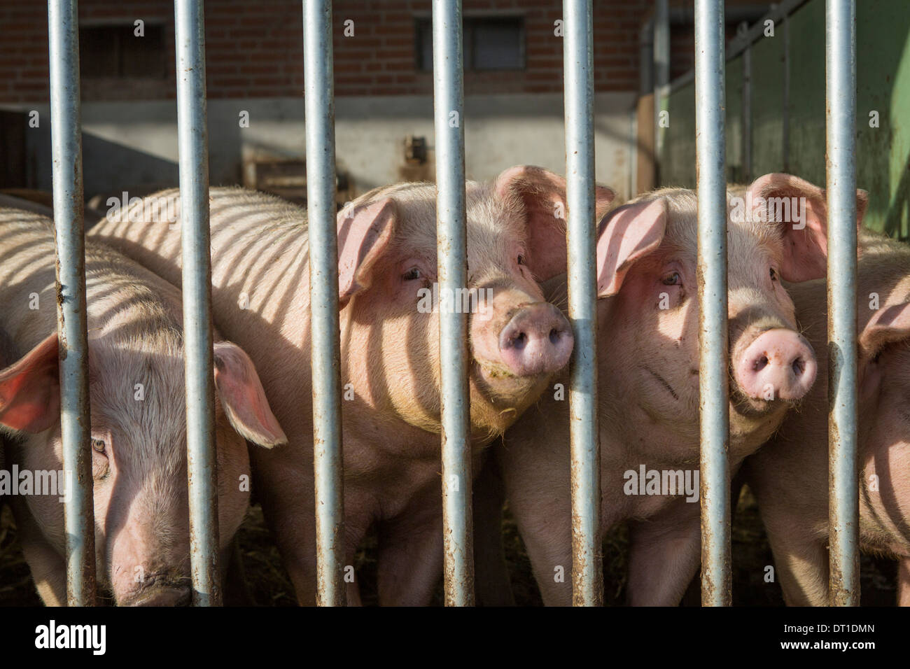 Schweine statt auf nachhaltige Weise mit doppelt so viel Platz als normal, Opton außen und nachhaltige Essen gehen Stockfoto