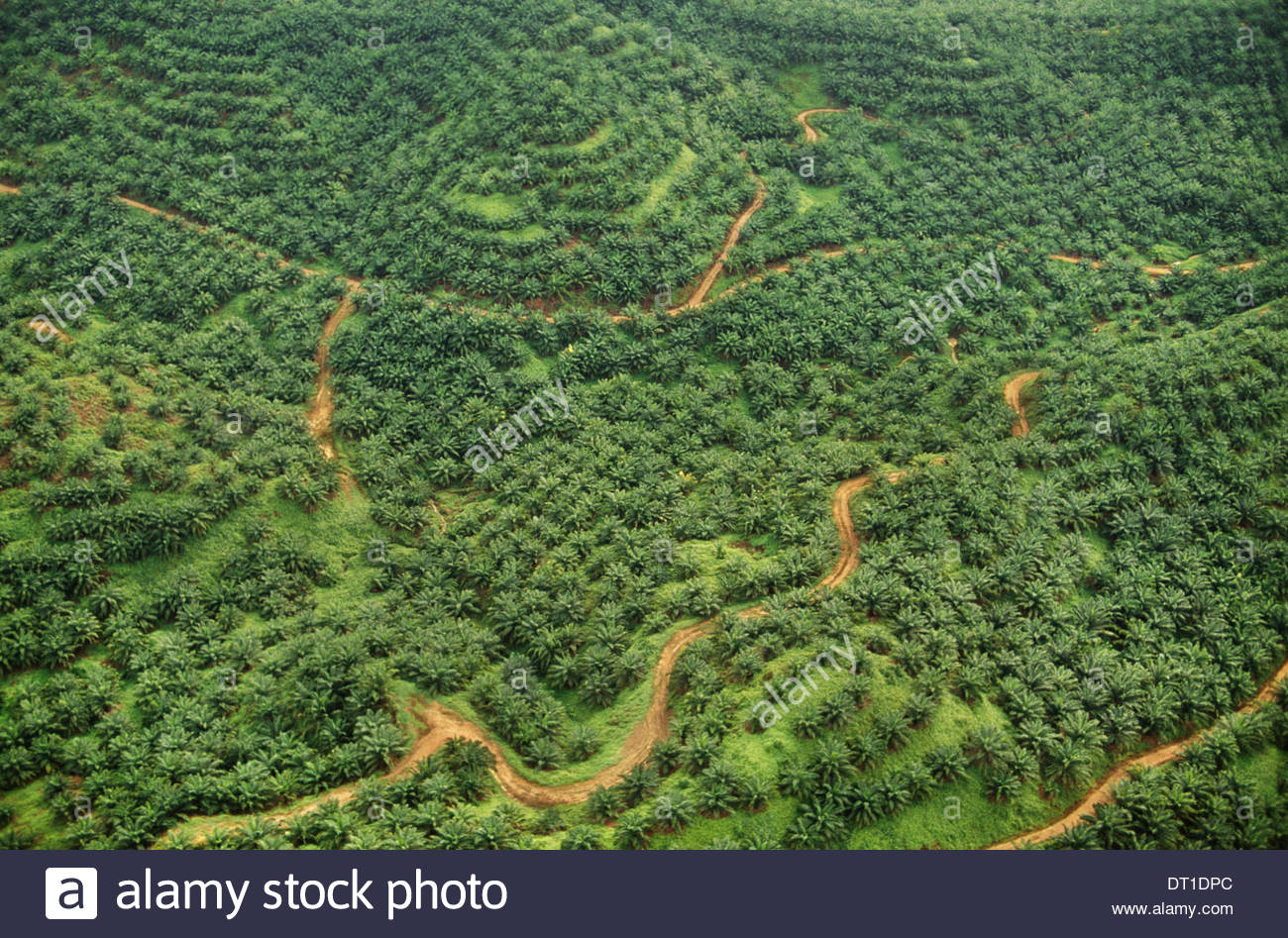 Sabah Borneo Oil Palm Plantage Luftbild Sabah Borneo Stockfoto, Bild