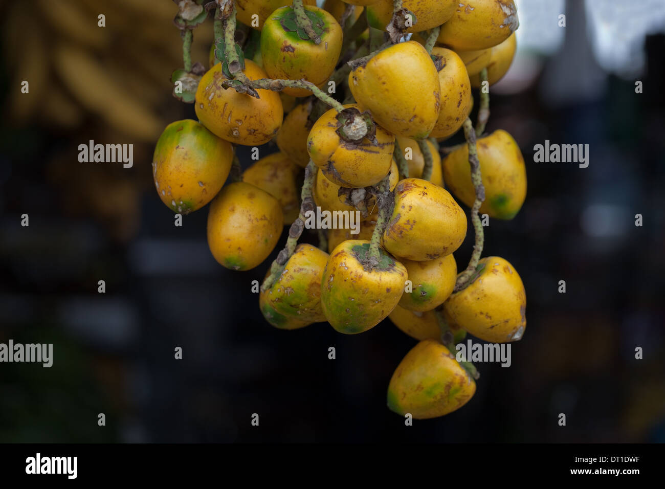 Ölpalme (Elaeis Guineensis), Baum, Obst oder "Muttern". Am Straßenrand Marktstand. Costa Rica. Stockfoto