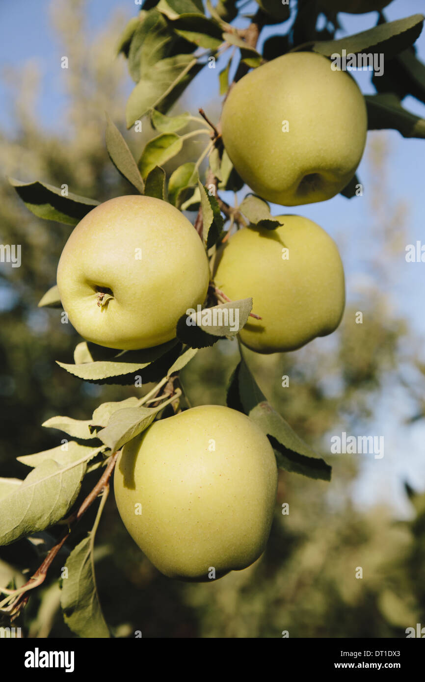 Washington State USA Golden Delicious Äpfel am Baum Stockfoto