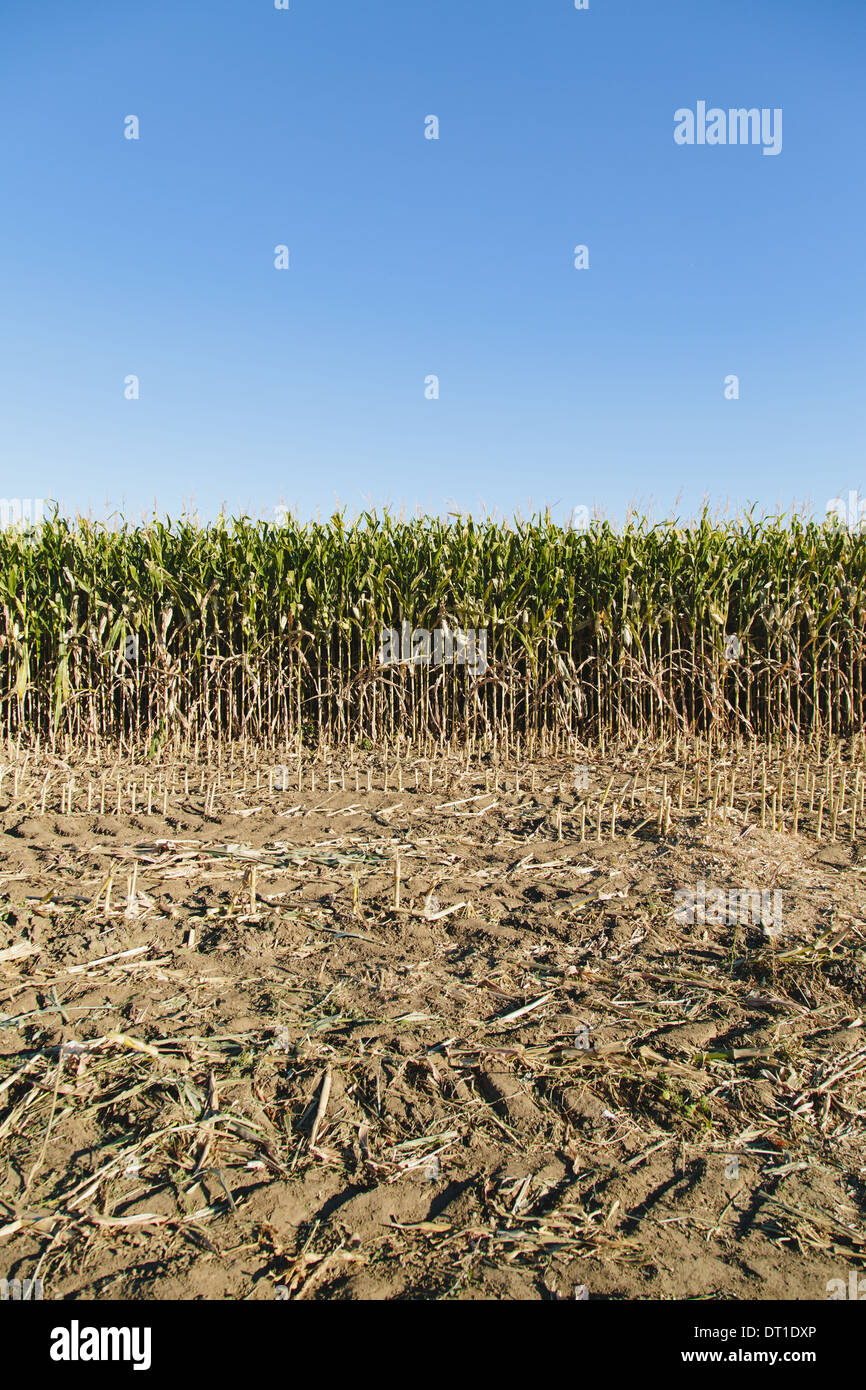 Washington State USA Feld Mais Kulturpflanzen Landwirtschaft wachsende Landschaft Stockfoto