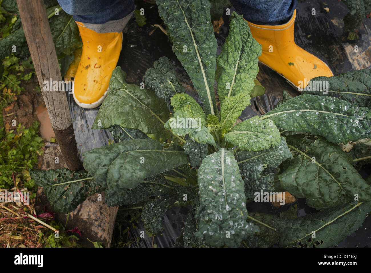 Bio-Landwirt bei der Arbeit einer Person Füße in gelben Arbeit Stiefel Stockfoto