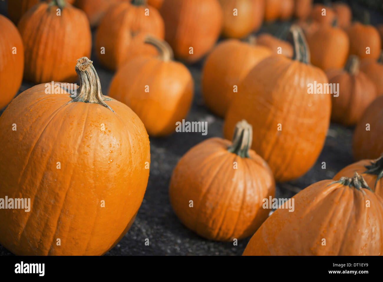 Eine große Sammlung von Kürbissen aus verhärten sich vorgenommen Stockfoto