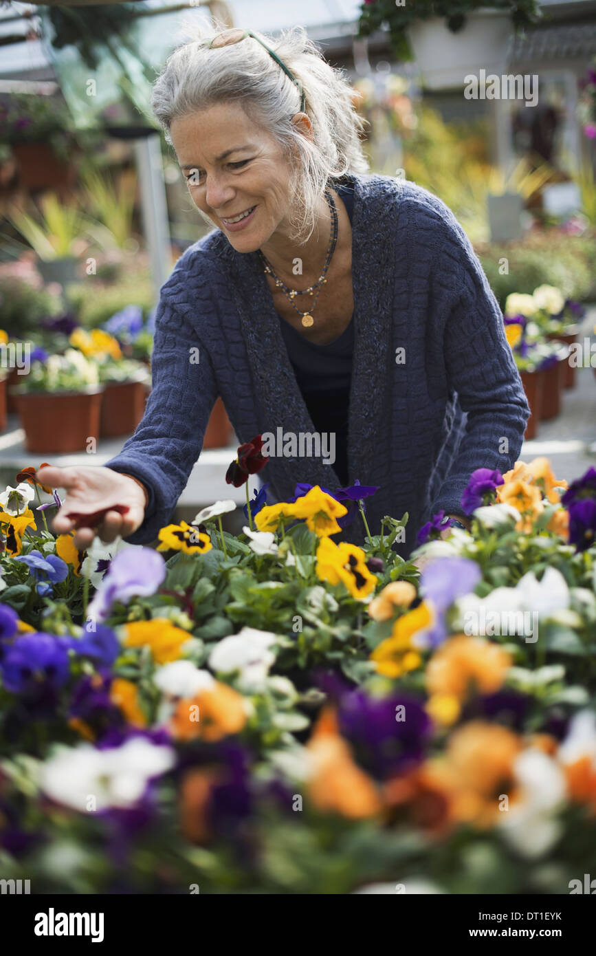 Eine Frau, die tendenziell Blütenpflanzen auf einer Werkbank in einem Lagerplatz ein Glashaus Stockfoto