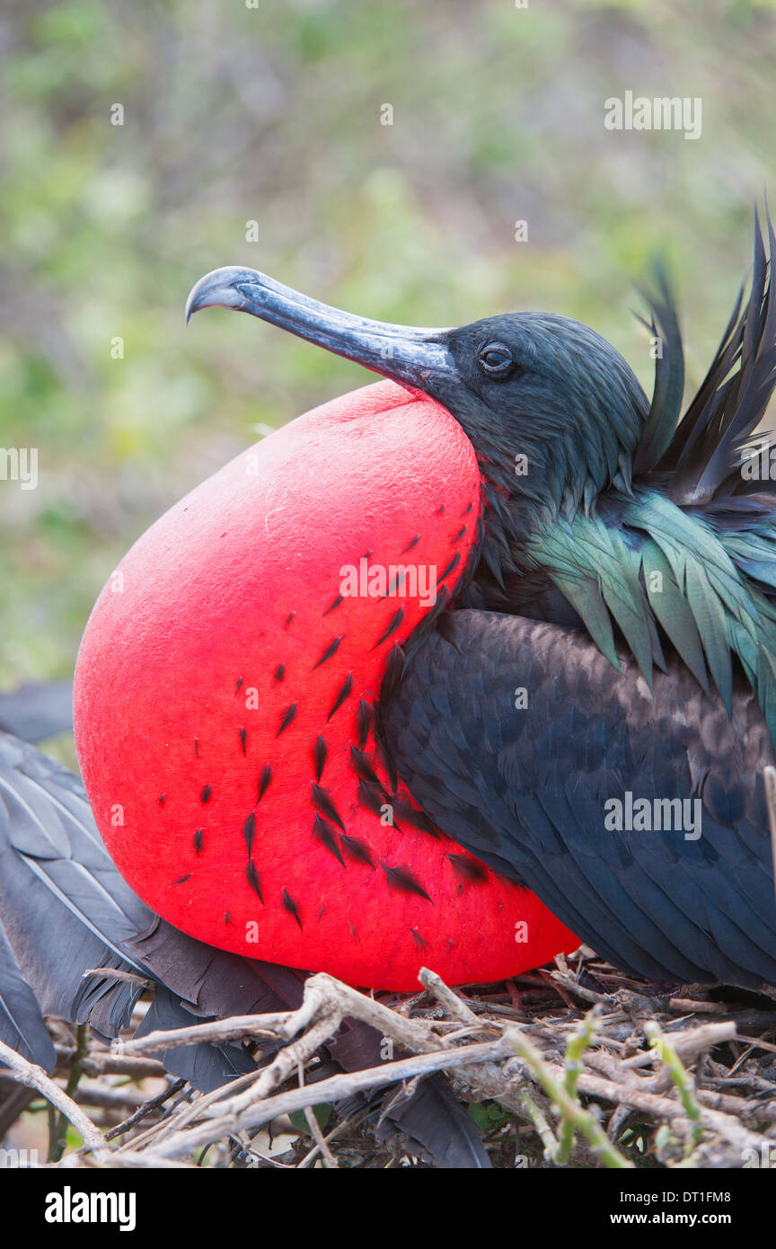 Großen Fregattvogels männlichen (Fregata Minori), Genovesa Island, Galapagos, UNESCO-Weltkulturerbe, Ecuador, Südamerika Stockfoto
