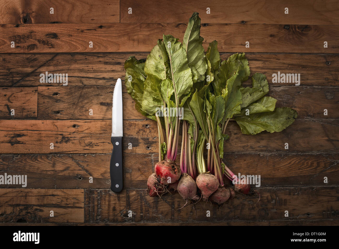 Eine Handvoll kleine Rüben frisches Bio-Gemüse geerntet für die Tabelle ein Gemüsemesser Stockfoto