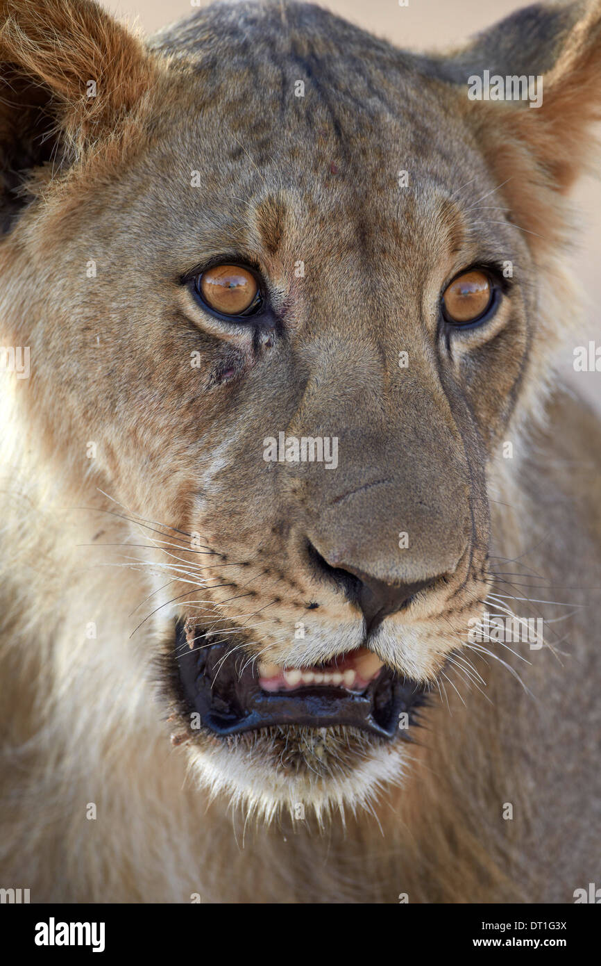 Junge männliche Löwe (Panthera Leo), Kgalagadi Transfrontier Park, ehemalige Kalahari Gemsbok National Park, Südafrika Stockfoto