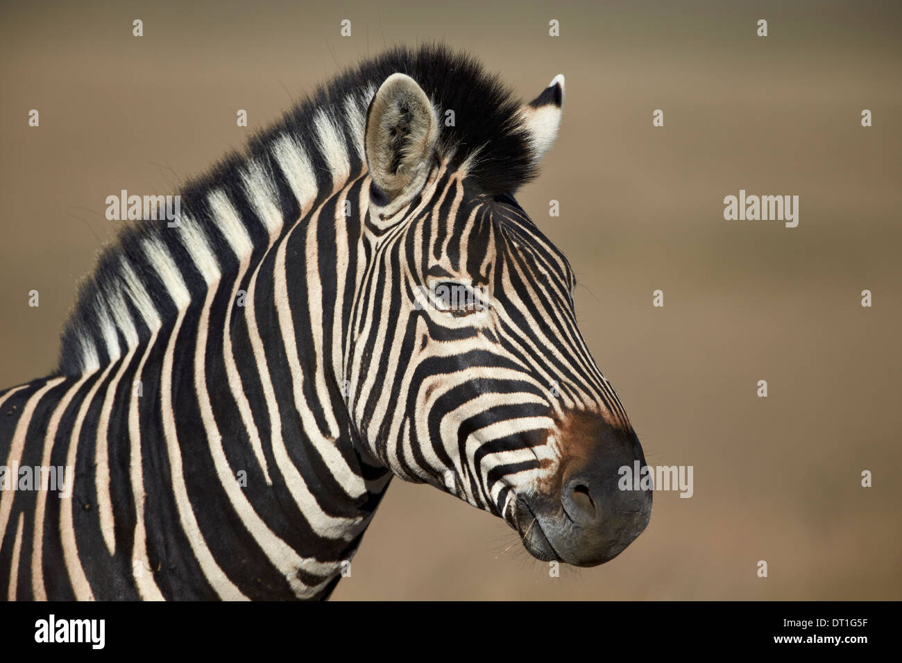 Gemeinsamen Zebra (Plains Zebra) (Burchell Zebra) (Equus Burchelli), Mountain Zebra National Park, Südafrika, Afrika Stockfoto