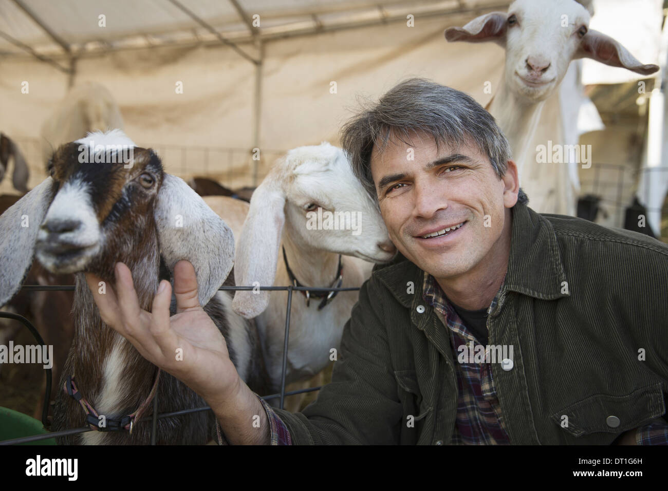 Ein Mann mit einer Gruppe von Ziegen in einem Kugelschreiber Viehzucht Ziegen für Fleisch und Milch gehalten Stockfoto