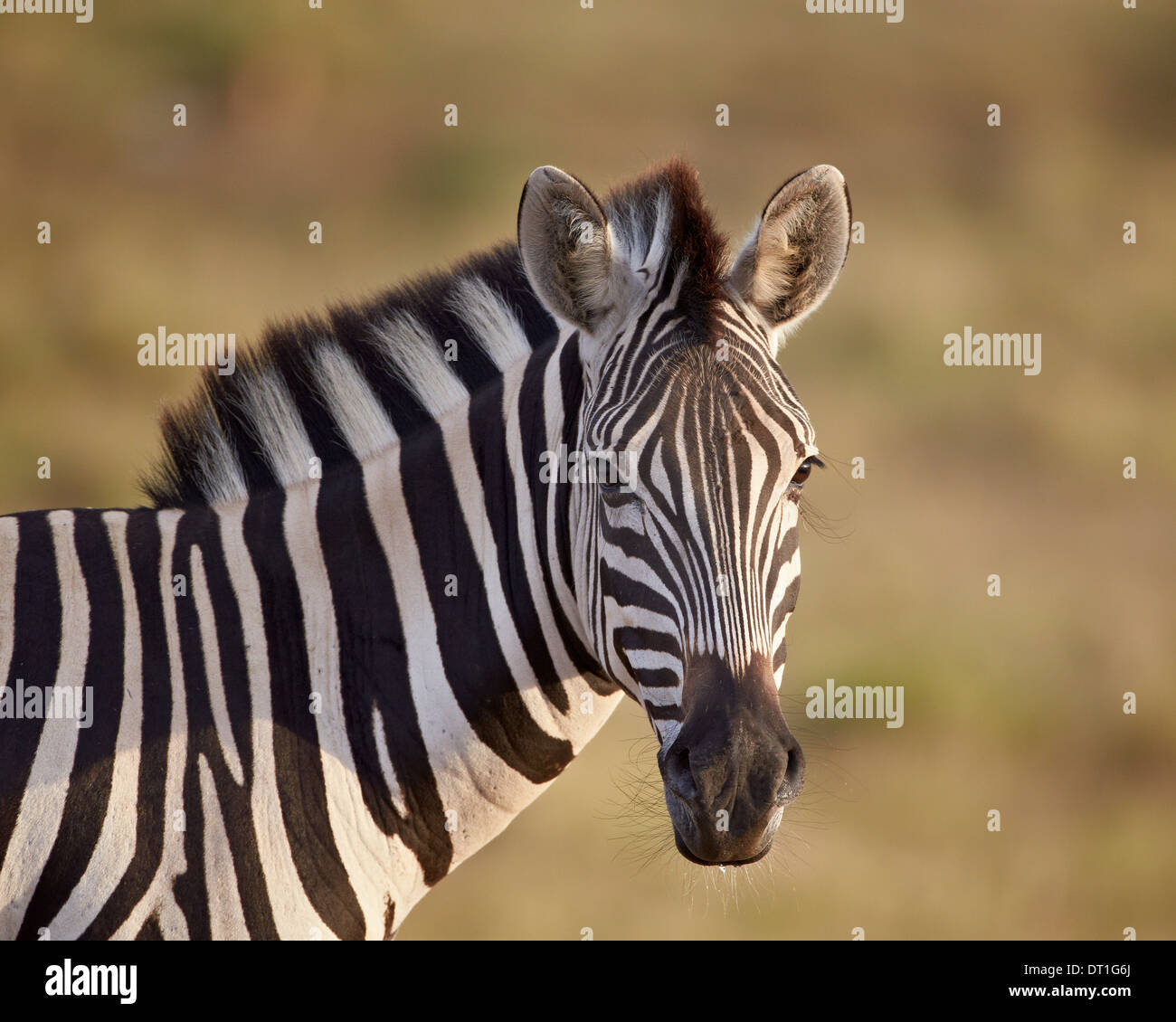 Gemeinsamen Zebra (Plains Zebra) (Burchell Zebra) (Equus Burchelli), Addo Elephant National Park, Südafrika, Afrika Stockfoto