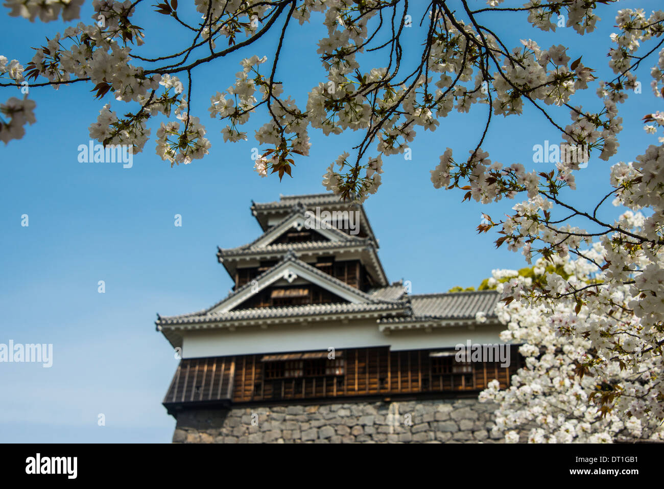 Cherry Blossom und Kumamoto japanische Burg Kumamoto, Kyushu, Japan, Asien Stockfoto