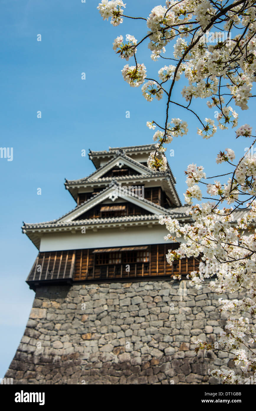 Cherry Blossom und Kumamoto japanische Burg Kumamoto, Kyushu, Japan, Asien Stockfoto