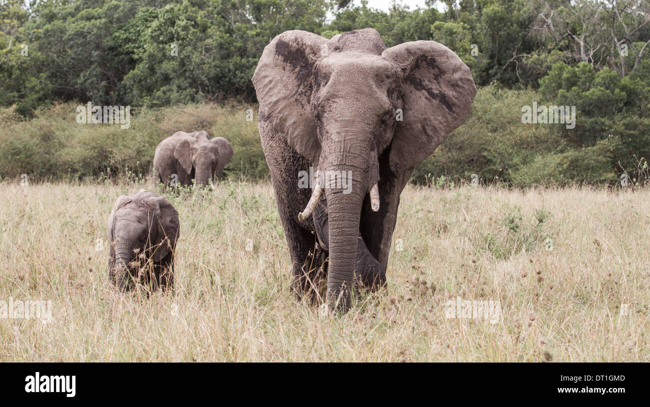 Erwachsenen Mutter afrikanische Elefanten zu Fuß mit Kalb junger Elefant in Kenia Masai Mara Game Reserve, Afrika Stockfoto