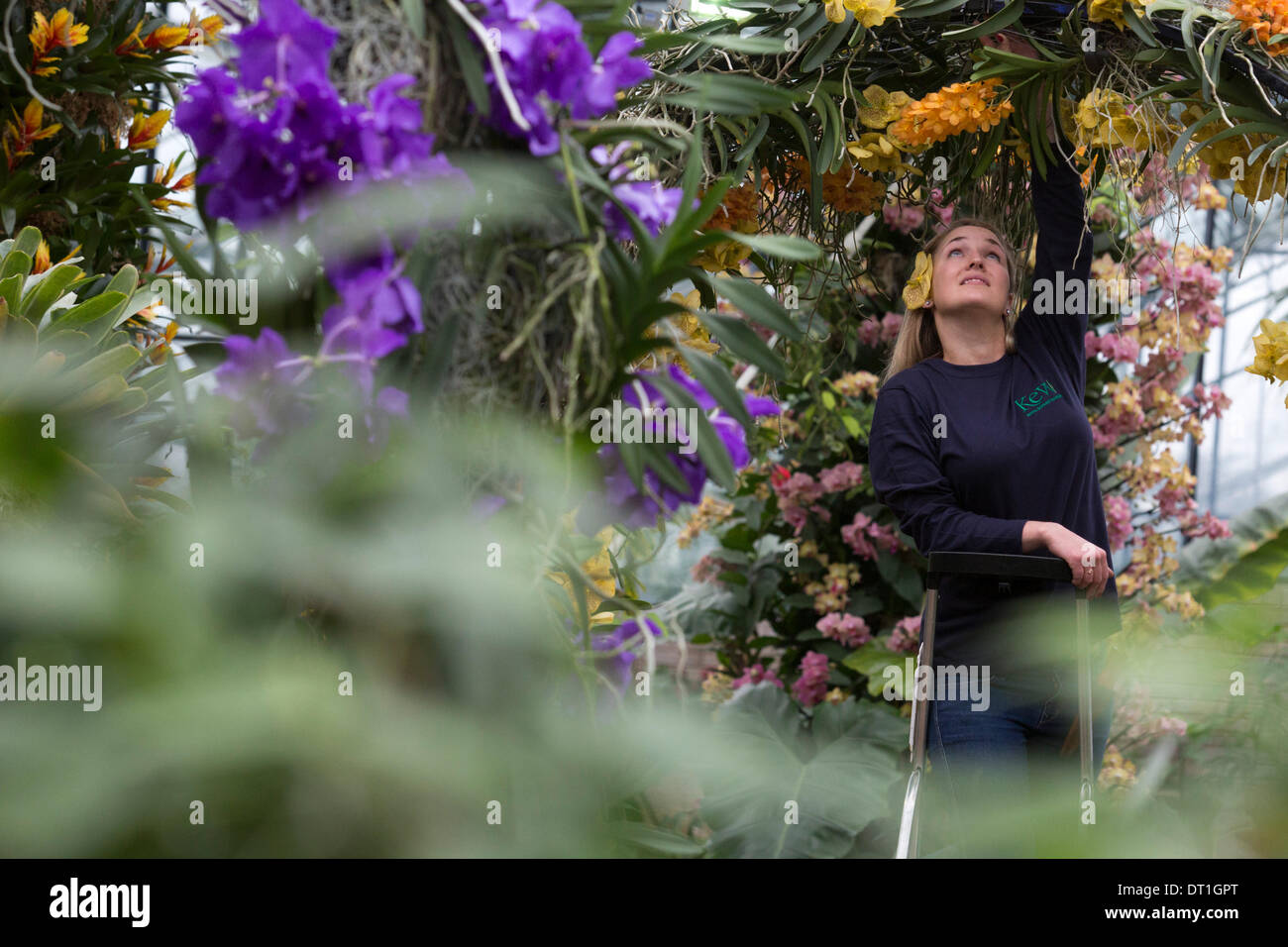 London, UK. 6. Februar 2014. Im Bild: Gärtner Jess Lee bei der Arbeit. Das jährliche Festival der Orchideen in den Royal Botanic Gardens, Kew, steht im Mittelpunkt in der Princess of Wales Conservatory von 8 Februar bis 9. März 2014. Das diesjährige Thema ist "Orchideen: A Anlage Jäger"Paradies". Mehr als 6500 Orchideen Phalaenopsis, Vanda und Cambria Hybriden wurden in bunten Displays durch ein Team von 20 Mitarbeitern gearbeitet die 4 Wochen zu bauen. Foto: Nick Savage/Alamy Live-Nachrichten Stockfoto