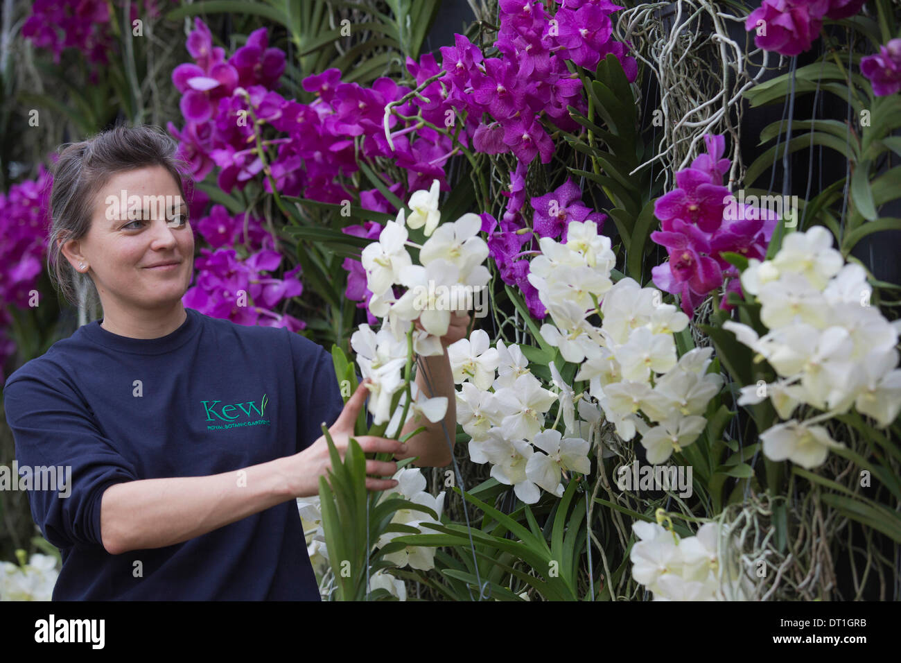 London, UK. 6. Februar 2014. Bild: Gärtner Amy Moffett am Arbeitsplatz mit Vanda Orchideen. Das jährliche Festival der Orchideen in den Royal Botanic Gardens, Kew, steht im Mittelpunkt in der Princess of Wales Conservatory von 8 Februar bis 9. März 2014. Das diesjährige Thema ist "Orchideen: A Anlage Jäger"Paradies". Mehr als 6500 Orchideen Phalaenopsis, Vanda und Cambria Hybriden wurden in bunten Displays durch ein Team von 20 Mitarbeitern gearbeitet die 4 Wochen zu bauen. Foto: Nick Savage/Alamy Live-Nachrichten Stockfoto