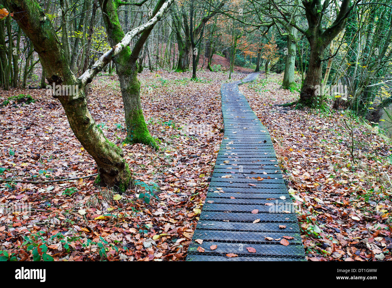 Holzsteg in der Nähe von Scotton Brücke in Nidd Schlucht Wäldern in der Nähe von Knaresborough, North Yorkshire, Yorkshire, England, UK Stockfoto