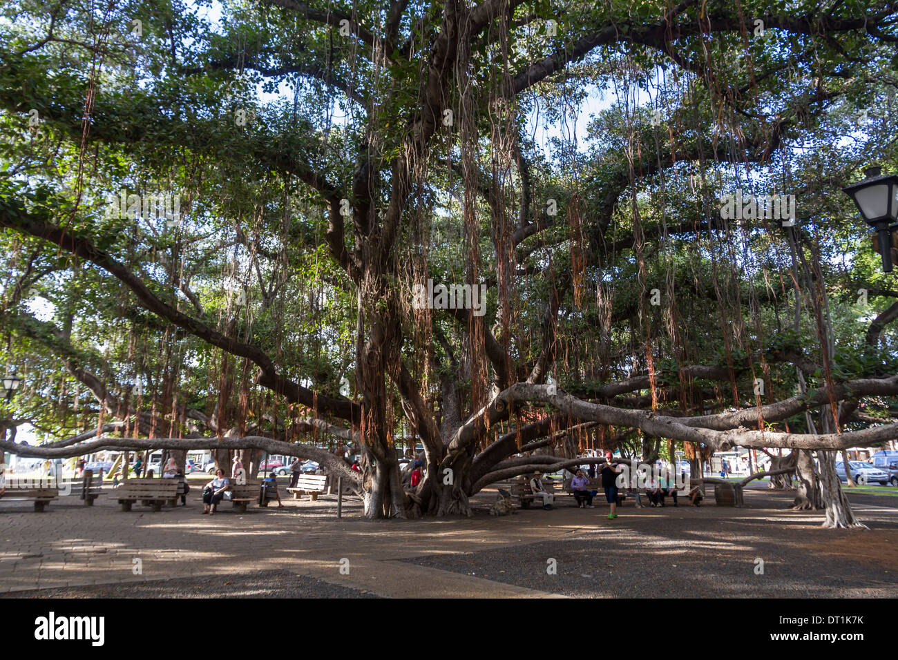 Banyan Tree, Lahaina, Maui, Hawaii, Vereinigte Staaten von Amerika, Pazifik Stockfoto