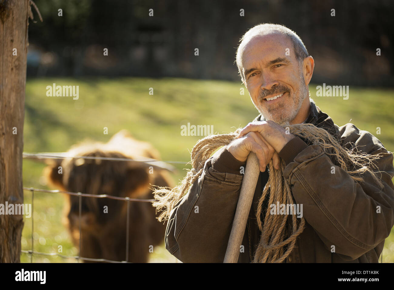 Ein Mann mit einem Holzstab und einer Spule Seil neben einem tierischen Stift ein Highland Kuh mit Hörnern arbeiten auf einem Bio-Bauernhof Stockfoto
