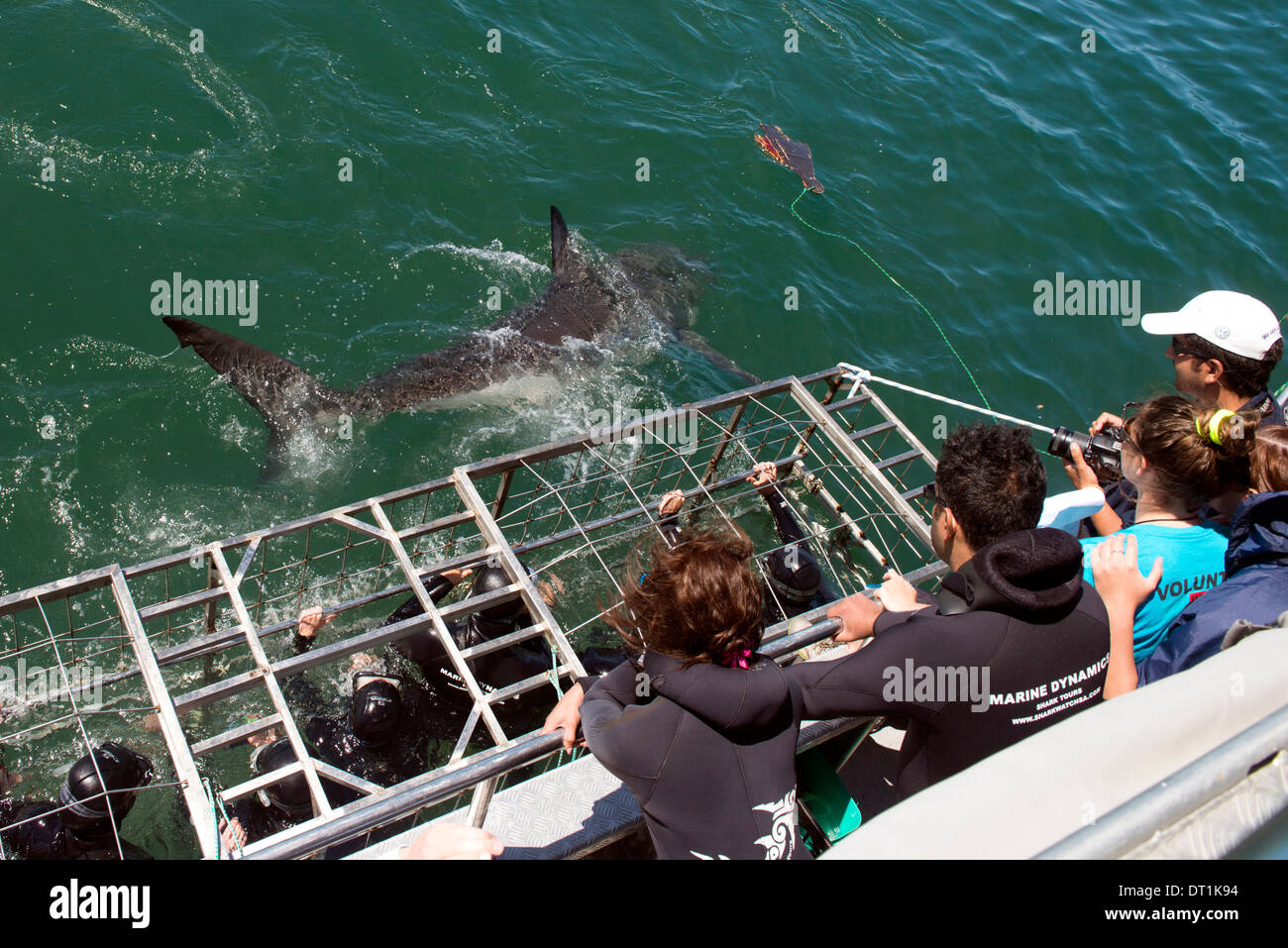 Weißer Hai schwimmt von Cage, der weiße Haikäfig Tauchen, Marine Dynamics, Dyer Island, Südafrika, Afrika Stockfoto