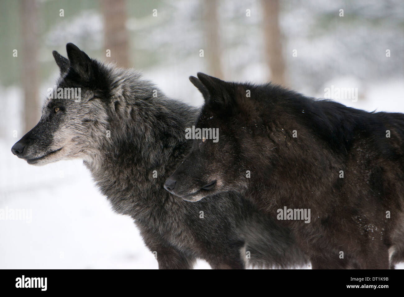 Zwei schwarze melanistische Varianten des nordamerikanischen Timber Wolf (Canis Lupus) im Schnee, Österreich, Europa Stockfoto
