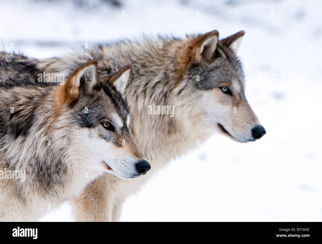 Zwei sub-erwachsenen nordamerikanischen Timber Wolf (Canis Lupus) in Schnee, Österreich, Europa Stockfoto