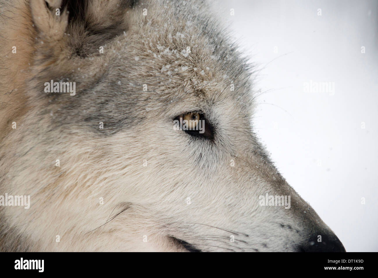 Nahaufnahme von Gesicht und Schnauze des nordamerikanischen Timber Wolf (Canis Lupus) im Wald, Österreich, Europa Stockfoto