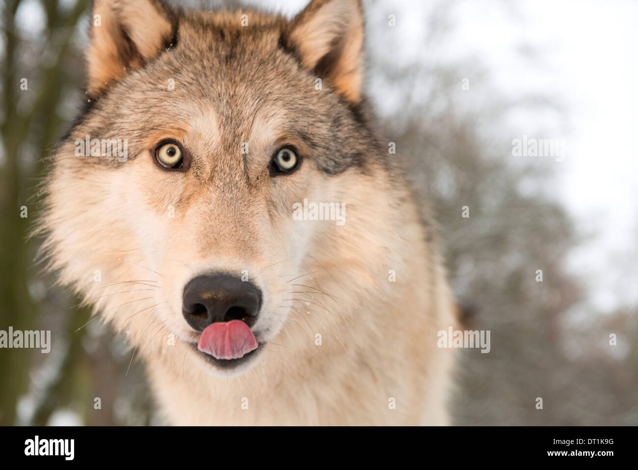 Nordamerikanischen Timber Wolf (Canis Lupus) im Wald, Österreich, Europa Stockfoto