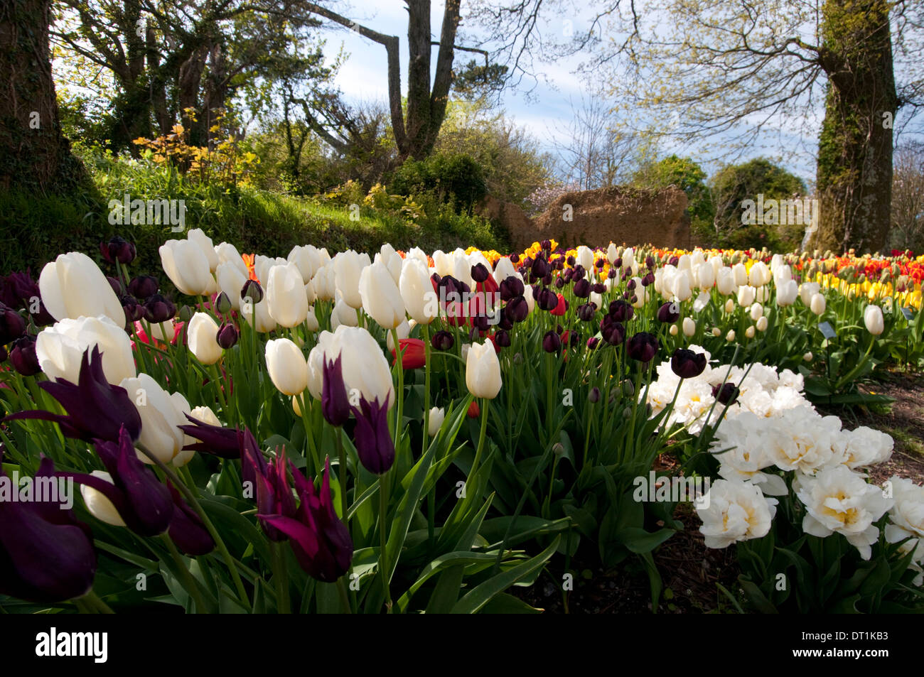 Tulpe im Frühjahr in The Lost Gardens of Heligan in der Nähe von Mevagissey, Süd Cornwall, England, Vereinigtes Königreich, Europa anzeigen Stockfoto