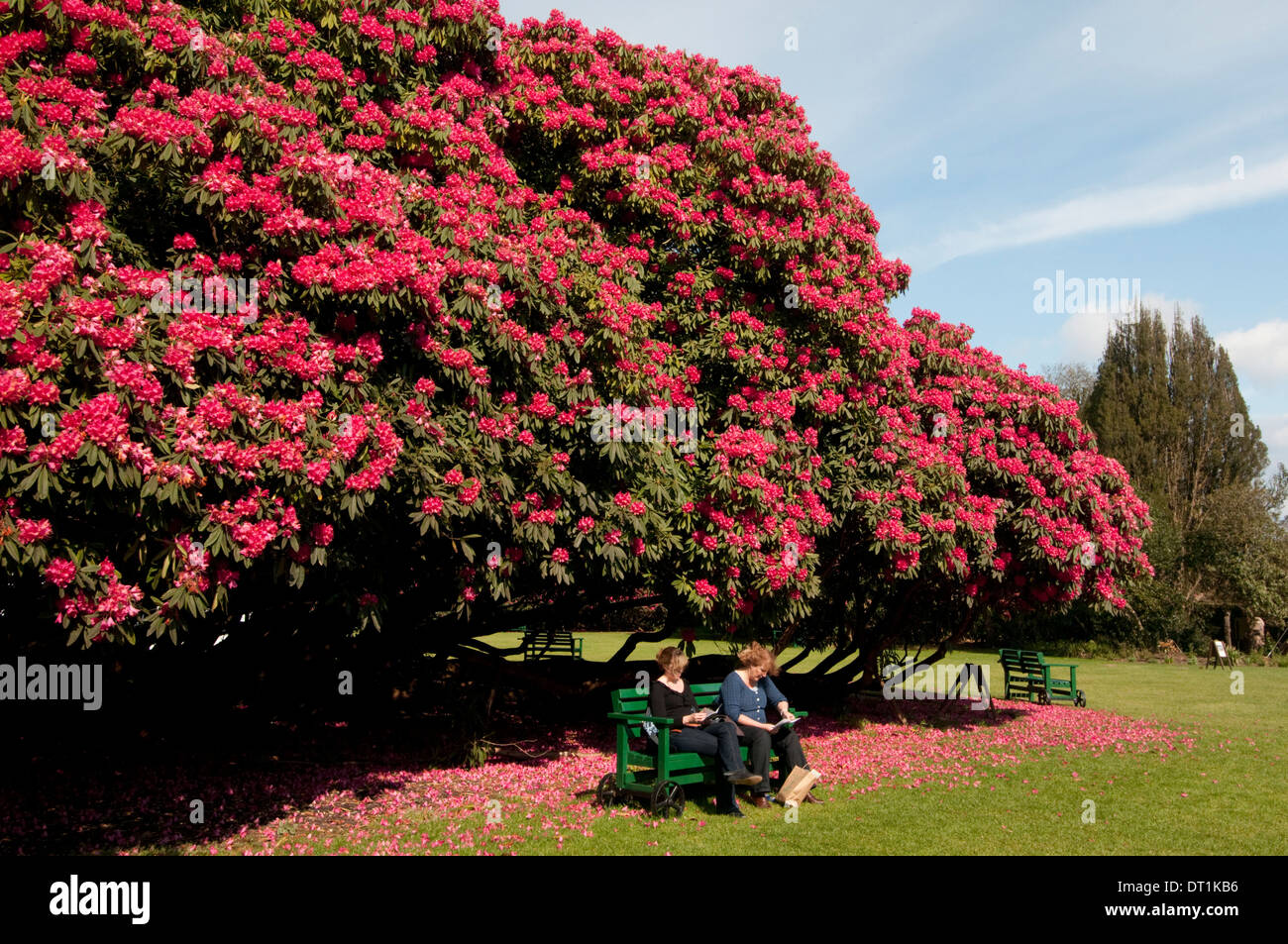 Riesige Rhododendren Baum blüht im Frühling in The Lost Gardens of Heligan in der Nähe von Mevagissey, Cornwall, England, UK Stockfoto