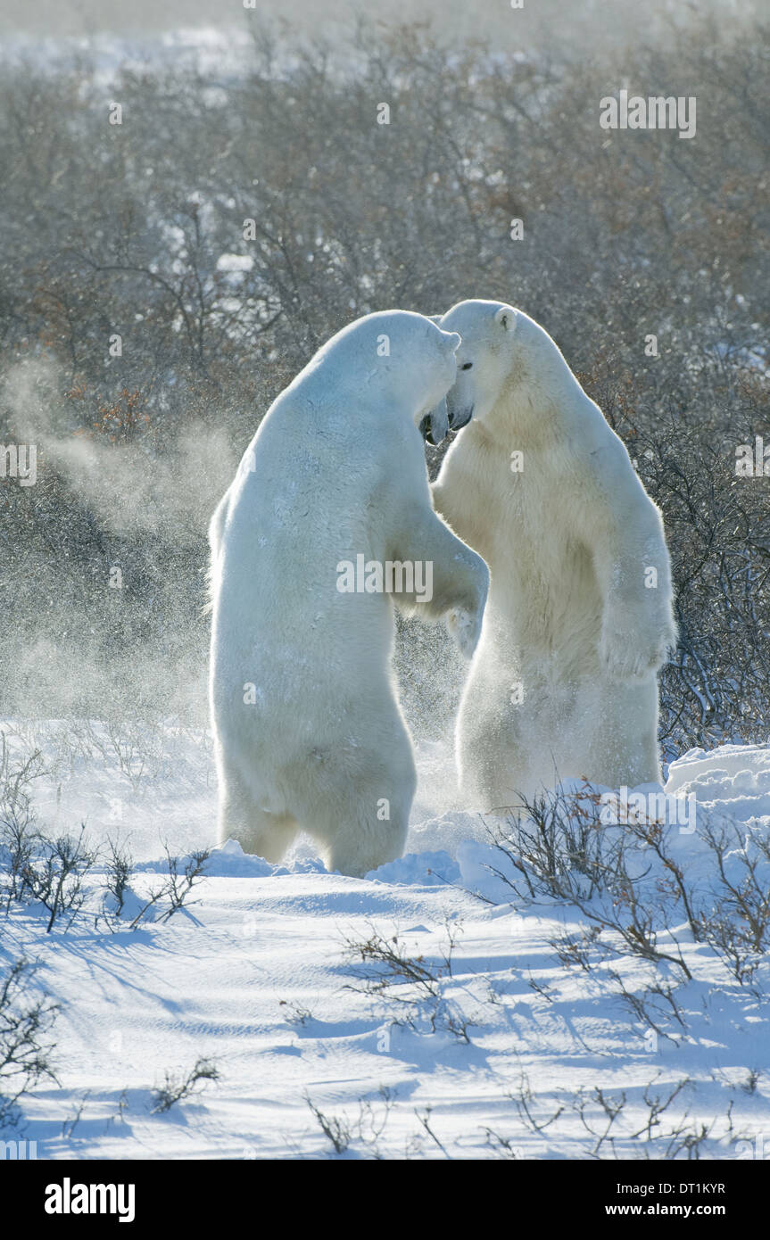 Eisbären in freier Wildbahn Stockfoto