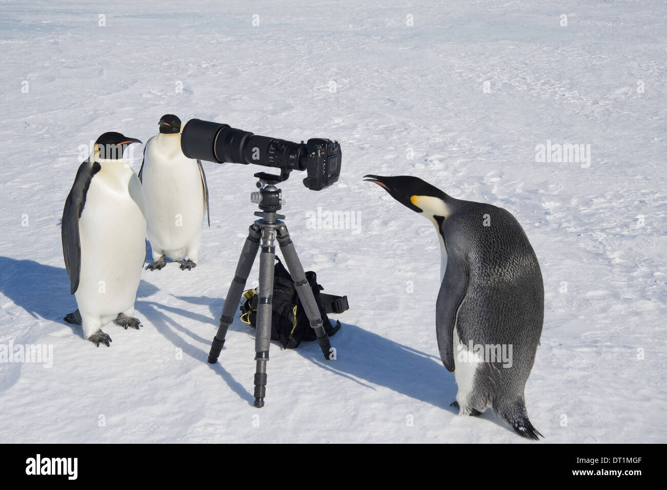 Eine kleine Gruppe von neugierigen Blick auf Kamera und Stativ auf dem Eis ein Vogel, spähte durch den Sucher Kaiserpinguine Stockfoto