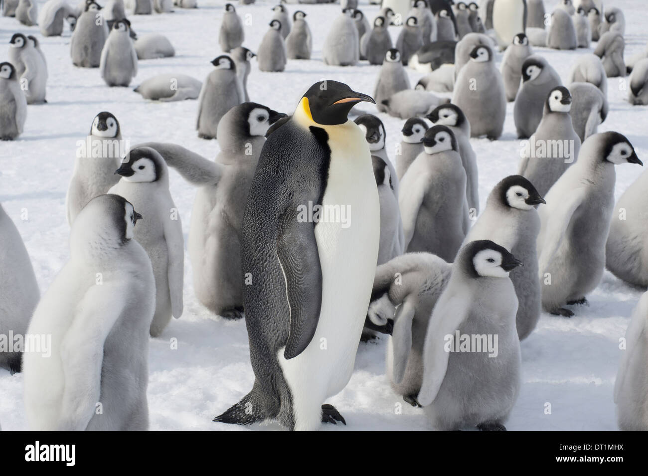 Eine Gruppe von Kaiserpinguinen ein erwachsenes Tier und eine große Gruppe von Pinguin Küken A Brutkolonie Stockfoto