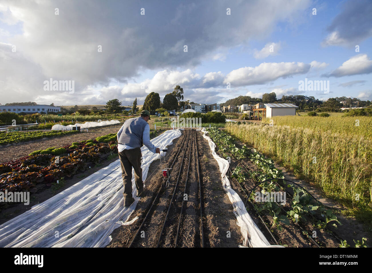 Mann arbeitet in den Bereichen Soziales und Arbeit Projekt die Obdachlosen Garten Projekt säen Samen in den gepflügten Furchen Stockfoto