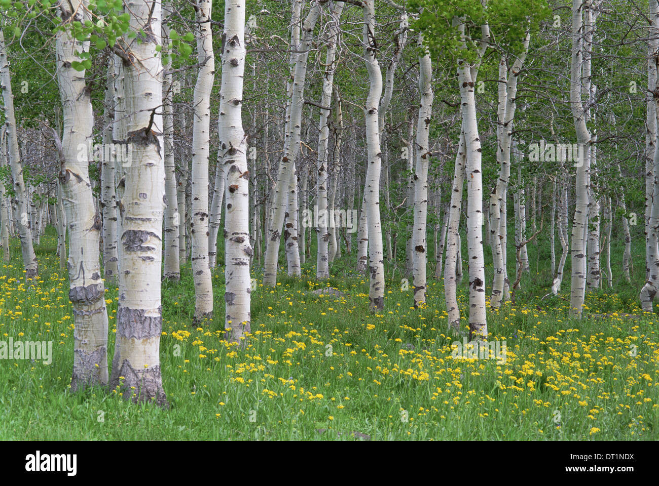 Aspen Baumgruppe mit weißen Rinde und hell grün leuchtenden Farben in der wilden Blumen und Gräser unter Stockfoto