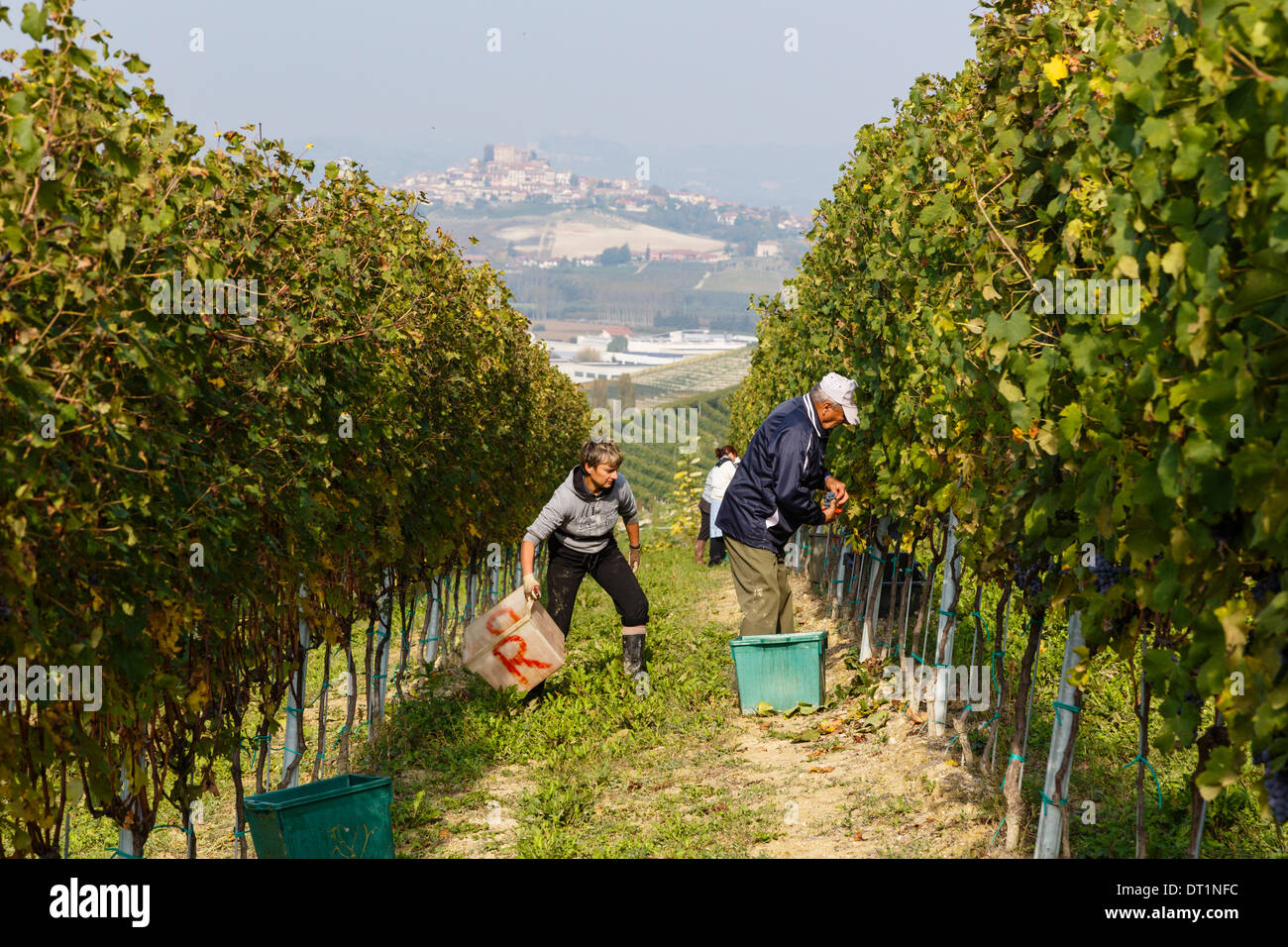 Menschen, die Ernte der Trauben im Weinberg in der Nähe von Grinzane Cavour Burg, Langhe, Cuneo Bezirk, Piemont, Italien, Europa Stockfoto