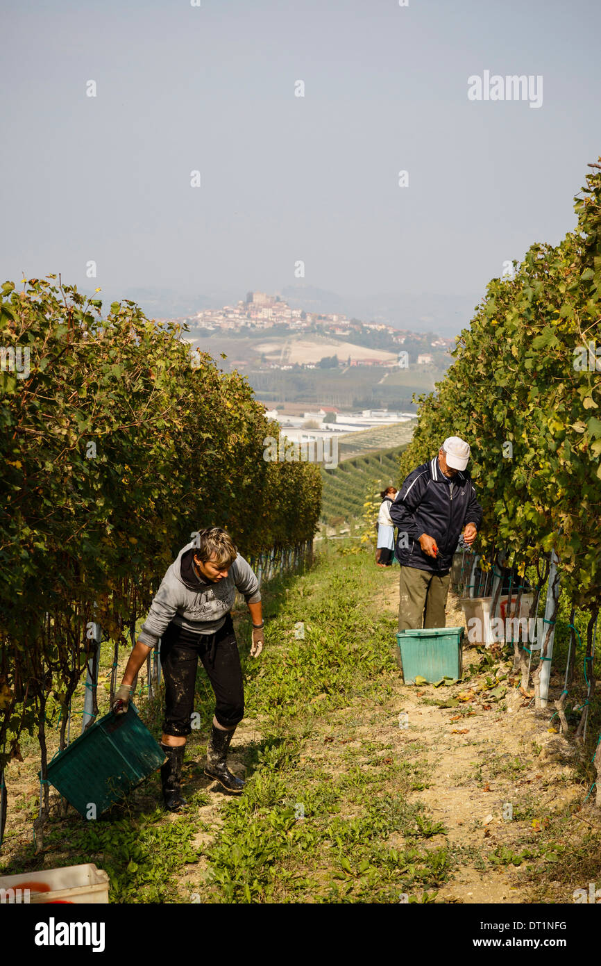 Menschen, die Ernte der Trauben im Weinberg in der Nähe von Grinzane Cavour Burg, Langhe, Cuneo Bezirk, Piemont, Italien, Europa Stockfoto